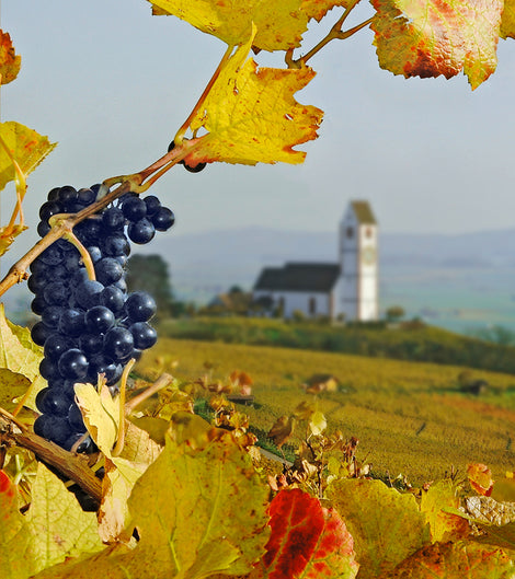 Grosse Weindegustation im Gewölbekeller - Wunderstaa Wein
