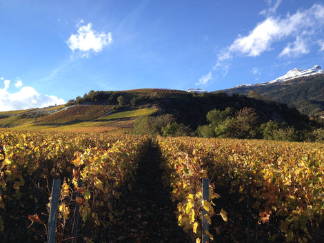 Rebbergführung mit Weindegustation - Caves du Paradis