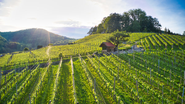 Rebbergführung mit Degustation