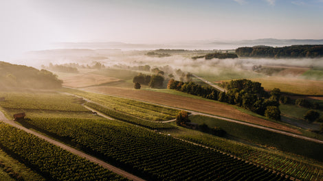 Weindegustation in der Vinothek - Haag Weine